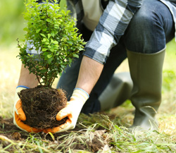 Produkt Bild Gedenkbaum