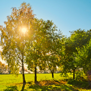 Gedenkbaum-Gruppe von Familie Nelkenbrecher für Marta Bierögel 